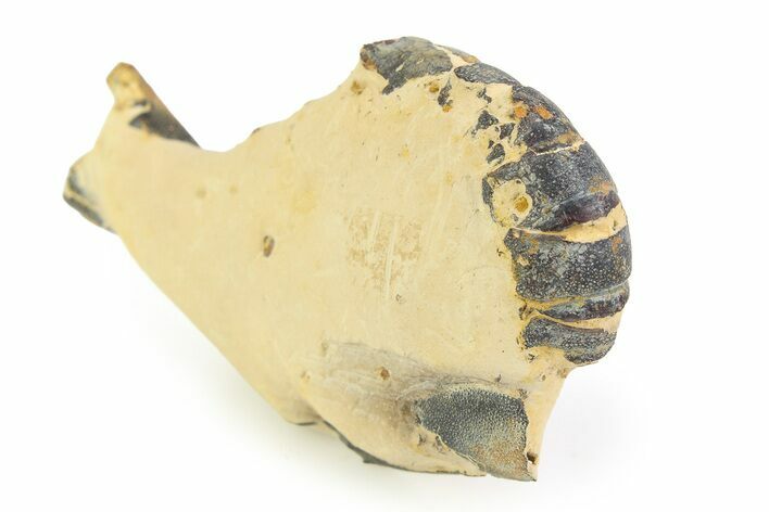 Eocene Lobster (Hoploparia) Fossil - England #351030